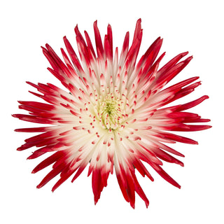 Red & White Painted Bi-Colored Anastasia Spider Mums Red flowers - fresh-cut flowers by Bloomingmore - ideal for weddings and floral events