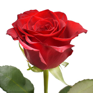 24 Farm Fresh Red Roses Red roses - fresh-cut roses by Bloomingmore - perfect for gifting or decoration