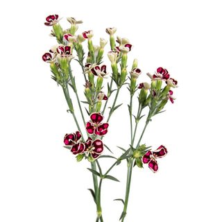 Rafines Faye Green flowers - fresh-cut flowers by Bloomingmore - ideal for weddings and floral events