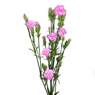 Rafines Louis Green flowers - fresh-cut flowers by Bloomingmore - ideal for weddings and floral events