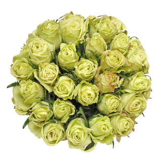Green Roses - Choose from 25 to 200 Stems Green roses - fresh-cut roses by Bloomingmore - ideal for weddings and floral events
