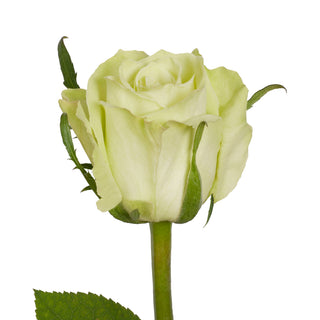Green Roses - Choose from 25 to 200 Stems Green roses - fresh-cut roses by Bloomingmore - ideal for weddings and floral events