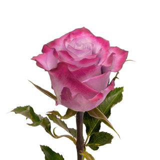 Lavender Roses - Choose from 25 to 200 Stems Lavender roses - fresh-cut roses by Bloomingmore - ideal for weddings and floral events