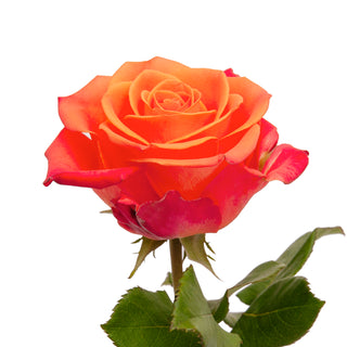 Orange Roses - Choose from 25 to 200 Stems Orange roses - fresh-cut roses by Bloomingmore - ideal for weddings and floral events