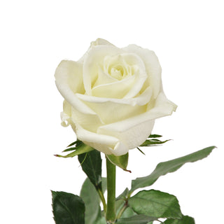 White Roses - Choose from 25 to 200 Stems White roses - fresh-cut roses by Bloomingmore - ideal for weddings and floral events