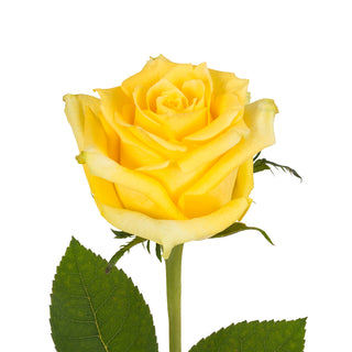 Yellow Roses - Choose from 25 to 200 Stems Yellow roses - fresh-cut roses by Bloomingmore - ideal for weddings and floral events