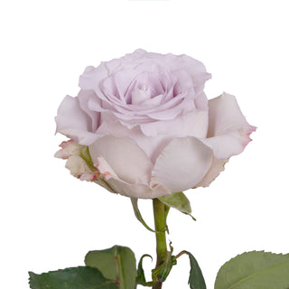 Andrea Roses Lavender roses - fresh-cut roses by Bloomingmore - ideal for weddings and floral events