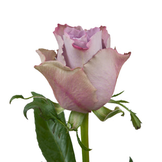 Grey Knight Roses Lavender roses - fresh-cut roses by Bloomingmore - ideal for weddings and floral events