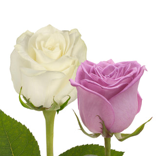 Lavender & White Roses - Choose From 50 to 125 Stems White roses - fresh-cut roses by Bloomingmore - ideal for weddings and floral events