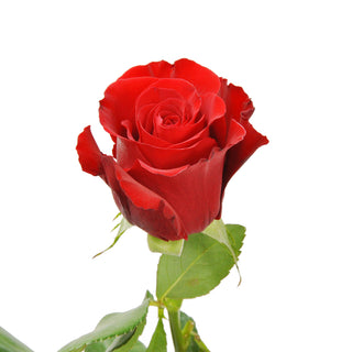 Sexy Red Roses Red roses - fresh-cut roses by Bloomingmore - ideal for weddings and floral events