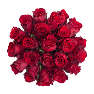 Explorer Red Roses Red roses - fresh-cut roses by Bloomingmore - ideal for weddings and floral events