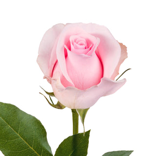 Light Pink Roses - Choose from 25 to 200 Stems Pink roses - fresh-cut roses by Bloomingmore - ideal for weddings and floral events