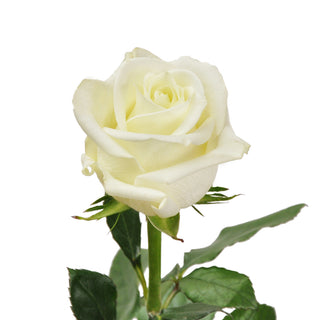 Polar Star Roses White roses - fresh-cut roses by Bloomingmore - ideal for weddings and floral events