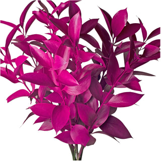 Hot Pink Painted Ruscus Pink flowers - fresh-cut flowers by Bloomingmore - ideal for weddings and floral events