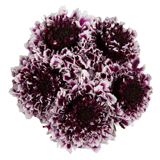 Cherry Vanilla Scabiosa Cherry flowers - fresh-cut flowers by Bloomingmore - ideal for weddings and floral events