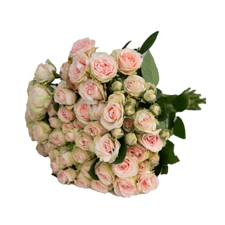 Peach Spray Roses Peach roses - fresh-cut roses by Bloomingmore - ideal for weddings and floral events