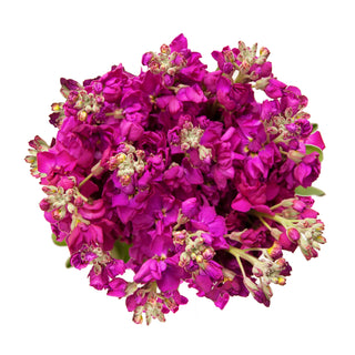 Dark Pink Stock Pink flowers - fresh-cut flowers by Bloomingmore - ideal for weddings and floral events