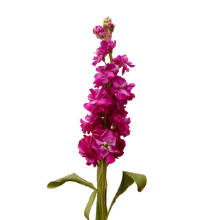 Fucsia Stock Pink flowers - fresh-cut flowers by Bloomingmore - ideal for weddings and floral events