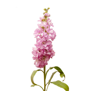 Pink Stock Pink flowers - fresh-cut flowers by Bloomingmore - ideal for weddings and floral events