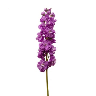 Purple Stock Purple flowers - fresh-cut flowers by Bloomingmore - ideal for weddings and floral events