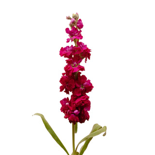 Ruby Stock Red flowers - fresh-cut flowers by Bloomingmore - ideal for weddings and floral events