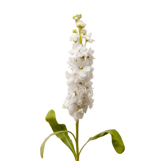 White Stock White flowers - fresh-cut flowers by Bloomingmore - ideal for weddings and floral events