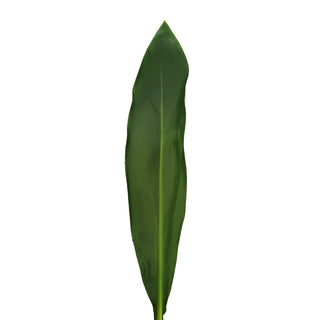 TI Leaf Green flowers - fresh-cut flowers by Bloomingmore - ideal for weddings and floral events