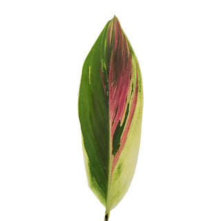 Ti Leaf Rainbow Green flowers - fresh-cut flowers by Bloomingmore - ideal for weddings and floral events