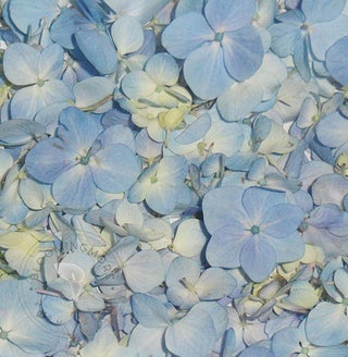 Blue hydrangea flower petals