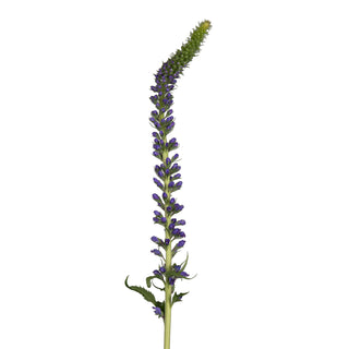 Skyler blue Veronica Green flowers - fresh-cut flowers by Bloomingmore - ideal for weddings and floral events