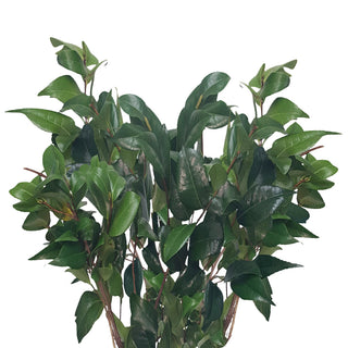 Camelia greenery