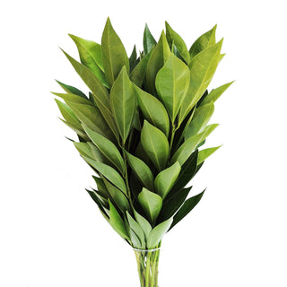 Cocculus greenery