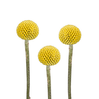 Craspedia Yellow flowers - fresh-cut flowers by Bloomingmore - ideal for weddings and floral events