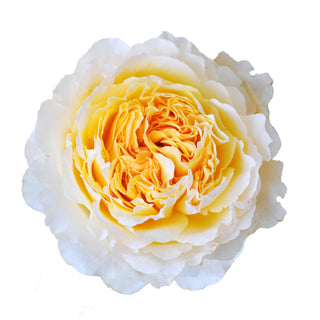 Beatrice - David Austin Garden Rose - 36 stems Yellow roses - fresh-cut roses by Bloomingmore - ideal for weddings and floral events