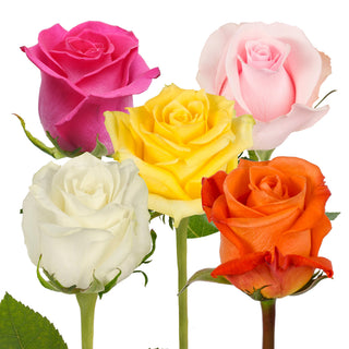 Assorted roses