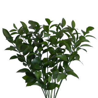 Israeli green ruscus greenery