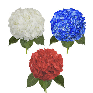 Painted Hydrangea Patriotic Assorted Box Red flowers - fresh-cut flowers by Bloomingmore - ideal for weddings and floral events