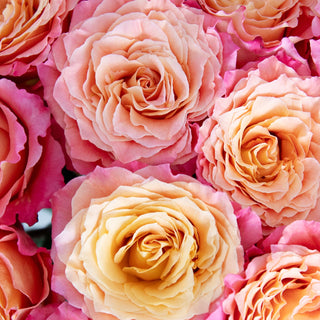 Pink Garden Roses