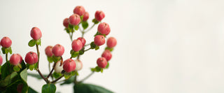 Hypericum pink