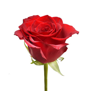 Red Roses - Choose from 25 to 200 Stems Red roses - fresh-cut roses by Bloomingmore - ideal for weddings and floral events