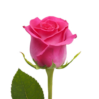 Hot Pink Roses - Choose from 25 to 200 Stems Pink roses - fresh-cut roses by Bloomingmore - ideal for weddings and floral events