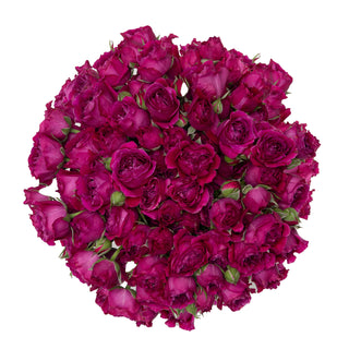 Hot Pink Spray Roses Pink roses - fresh-cut roses by Bloomingmore - ideal for weddings and floral events