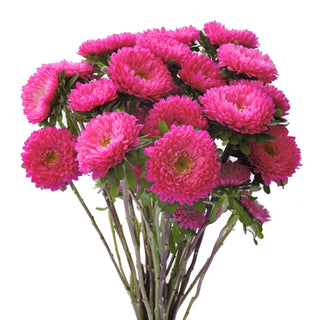 Matsumoto Asters Collection