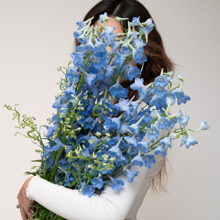 Delphinium