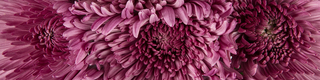 Mums & Spider Mums